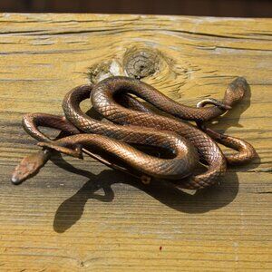Elegant Bronze Snake Brooch